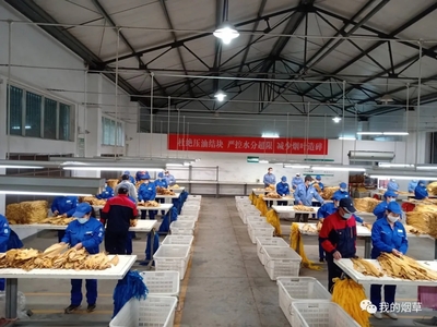 湖北竹山縣煙葉分公司切實(shí)做好煙葉收購(gòu)現(xiàn)場(chǎng)管理